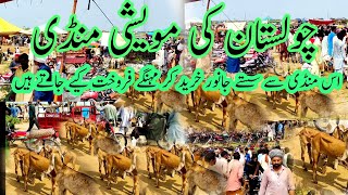 cattle market yazman bahawalpur punjab.animal market Pakistan 2023 new video.goat animal mandi 2023