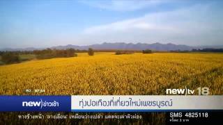 ทุ่งปอเทืองที่เที่ยวใหม่เพชรบูรณ์ | 13-12-59 | new)ข่าวเช้า | new)tv