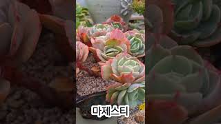 마제스티 보고 가실게요❤️ #다육농원 #succulentplants