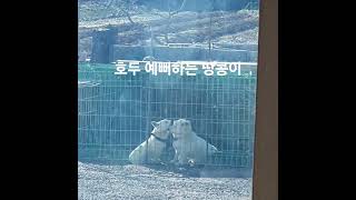 호두가 덩치는 커도 아가인걸 보여주는 너무너무 예쁜 장면🥰😍😘