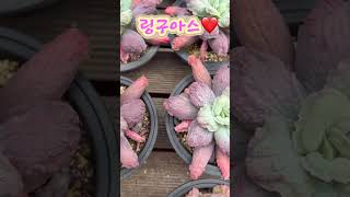 이쁨 가득 오돌토돌 귀여운 민이네다육 링구아스 중품 가격은 6천원❤️ plants #succulent #cactus #국민다육 #민이네다육 010-6863-0625