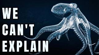 Nothing About the Octopus Belongs on Earth...