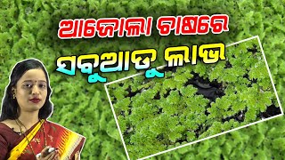 ଆଜୋଲା ଚାଷ କେମିତି କରିବେ: ବିଶେଷଜ୍ଞଙ୍କ ପରାମର୍ଶ | Tips for growing Azolla