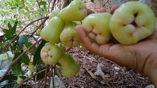 JAMBU MADU DELI HIJAO (MDH) TANAM DI TANAH / GROUNDING