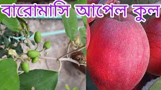 টবে কাশ্মীরি আপেল কুল । বল সুন্দরী কুল চাষ । টবে বল সুন্দরী কুল চাষ । আপেল কুল গাছের পরিচর্যা | বরই