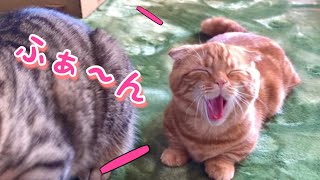 寝ぼけた子猫にボールをあげたらかわいい無反応｜munchkin kitten 【短足マンチカン ひな子】