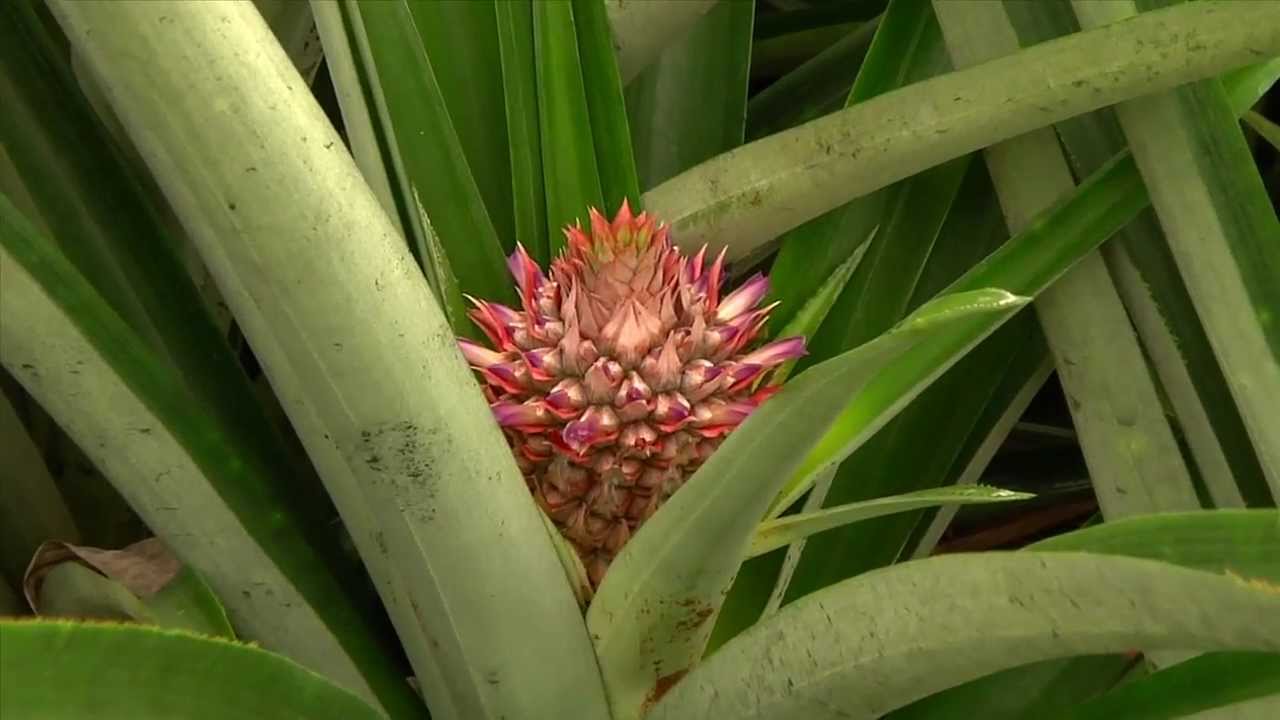 Dole Growing Pineapples Youtube