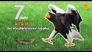 7 อันดับ นกนักล่า ที่มีขนาดใหญ่ที่สุดในโลกและยังไม่สูญพันธุ์ | สารคดี | N A A TV Thailand