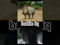 Rhino vs Hippo