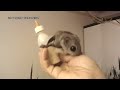 エゾモモンガ flying squirrel. Оська изволит ужинать