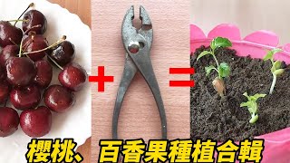 櫻桃，百香果種植合輯 | Cherry and Passion Fruit Planting Compilation