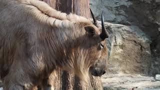 ゴールデンターキン　よこはま動物園ズーラシア　2019.04.06