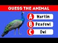 Guess the Animal Challenge