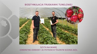 Biostymulacja truskawki Allegro uprawianej w tunelu. Czy sprawdziła się w trudnym sezonie 2024?