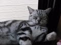 cat sleeps eyes stay open 目を開けて寝る猫