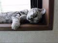 cat sleeps eyes stay open 目を開けて寝る猫