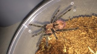 Rehousing 4 Tarantulas ~ Slings? Juveniles?