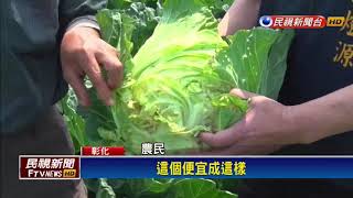 開放自採! 4000顆高麗菜半小時採光光－民視新聞