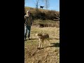 angry coyote growling near the cows trapping shorts coyotes