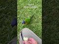 The Taming of Young Rainbow Lorikeet (sneak peek).