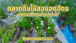 ตลาดต้นไม้สวนจตุจักร EP.2 CHATUCHAK PLANT MARKET EP.2 | 19/11/2567