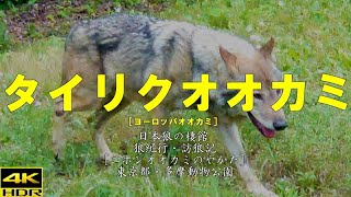 日本狼の棲館 狼紀行・訪狼記 第４３陣［ニホンオオカミのやかた］タイリクオオカミ８(ヨーロッパオオカミ)［東京都日野市多摩動物公園］