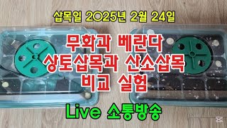 #옥전농부 #무화과 베란다 삽목 방법#상토와 산소삽목 차이 비교실험#삽목일 2025년 2월 24일#Live소통방송