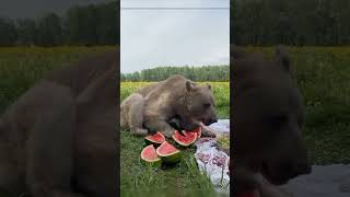#bhalu eats#watermelon#chicago bears camp#youtube#youtubeshorts