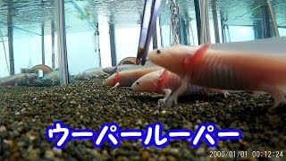 ちびウパ達　90cm 水槽 　【ウーパールーパー】【AXOLOTL】