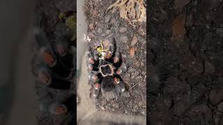 Mexican Flame Knee eating a Locust #shorts #tarantula