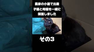 生後0日の仔猫と母猫を一緒に保護しました。