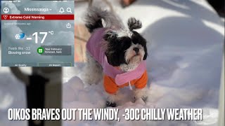 Oikos - Braves out the Frigid -30 Wind Chill Weather l Shiranian Dog Care