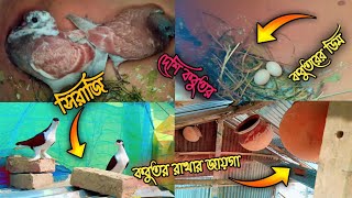 daily vlogs #||ফাইনালি আমার দেশি কবুতরগুলো ডিম দিয়েছে🤗 Bangla vlogs on @smsahebvlogs