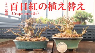 百日紅（サルスベリ）のミニ盆栽　植え替え　Crape myrtle　#13