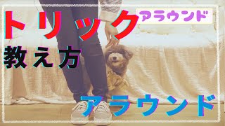 【アラウンド】教え方ドッグダンス・トリック・犬のしつけ　＃犬のしつけ　＃ドッグトレーニング　#犬トリック　＃犬の幼稚園　＃子犬のしつけ　＃犬ホテル