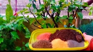 ll हाइब्रिड गुड़हल प्लांट में नाइट्रोजन की कमी के कारण और उनके उपाय ll Hibiscus plant fertilizer ll