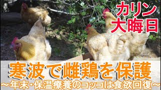 年越し寒波で雌鶏を保護～屋内ダンボールハウスで保温療養の換羽ニワトリは食欲回復～