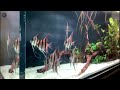 discus in planted tank the golden ratio amit devare saltwater aquascaping planted aquarium