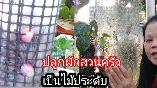 ปลูกผักสวนครัว เป็นไม้ประดับ บ้านเราพื้นที่น้อย#diy#แต่งสวน#ไม้ประดับ#พื้นที่น้อย