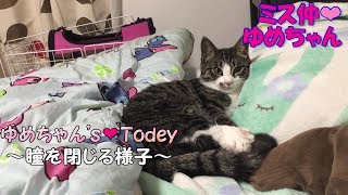 【就寝前の癒し】子猫が眠くて瞳を閉じる様子 【cute kitten】【cute cat】 【子猫保護】