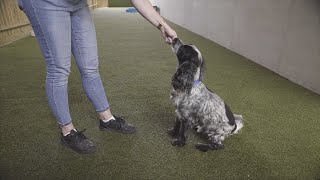 How to Teach Your Dog to Sit | The Battersea Way