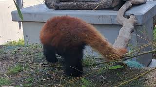 ルールーくん食べる食べる　徳山動物園