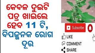 କେବଳ ଦୁଇଟି ପତ୍ର ଖାଇଲେ ହେବ 11 ଟି,ବିପଜ୍ଜନକ ରୋଗ ଦୂର|HEALTH BENEFITS OF BATHUA LEAVES|VARKHA MOHAPATRA