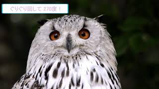 かわいい動物図鑑 かっこいい動物ランキング Vol.1