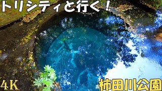 トリシティと行く柿田川の湧水めぐり(4K)