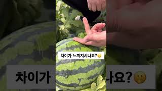 맛있는 수박 고르는 꿀팁 중 가장 중요한건 돌쇠네에서 구매하기🍉 #돌쇠네농산물 #수박 #꿀수박