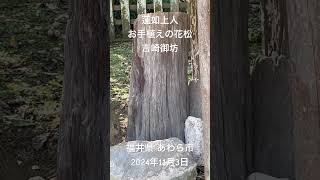 「蓮如上人お手植えの花松、吉崎御坊(戦国時代の宗教城塞)」室町時代の浄土真宗中興の祖といわれる\