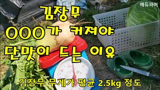 김장무, OOO가 커져야 단맛이 드는 이유