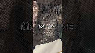 夜中に猫の鳴き声がすると思ったらまさかの🤣 #猫