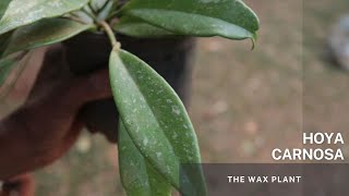 Hoya Carnosa - The Wax Plant - Easy Soil and Water propagation method of the Hoy